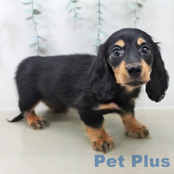 カニーンヘン・ダックスフンドの写真2