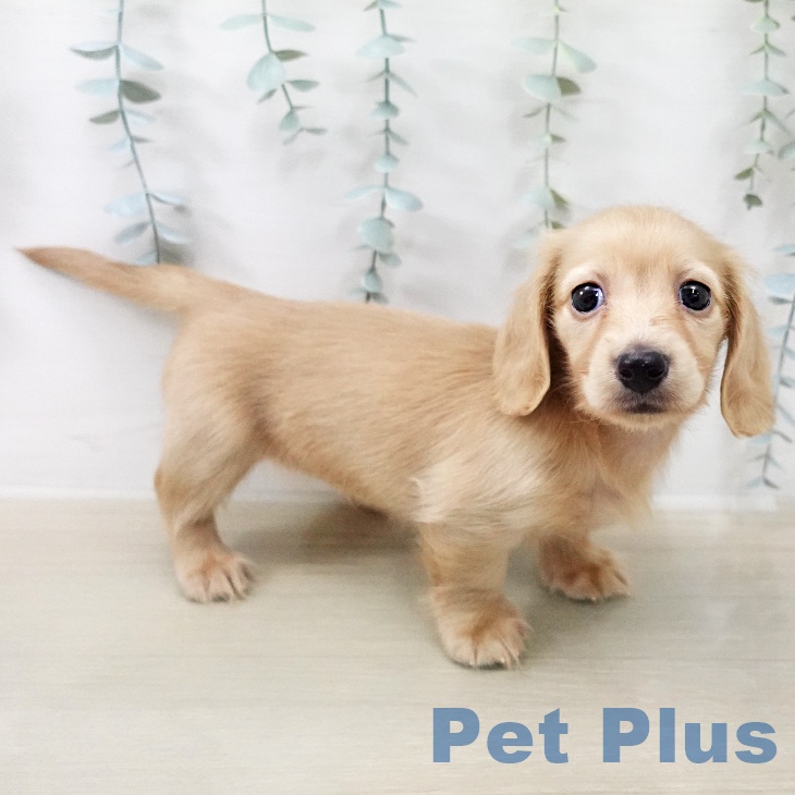 カニーンヘン・ダックスフンド