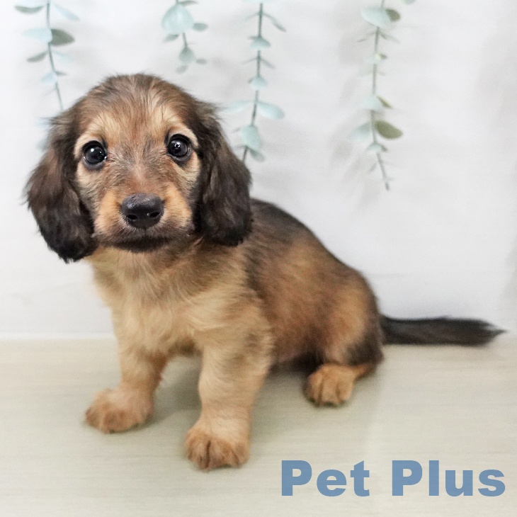 カニーンヘン・ダックスフンド