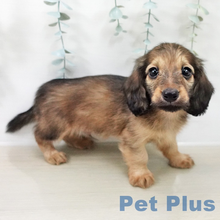 カニーンヘン・ダックスフンドの写真2