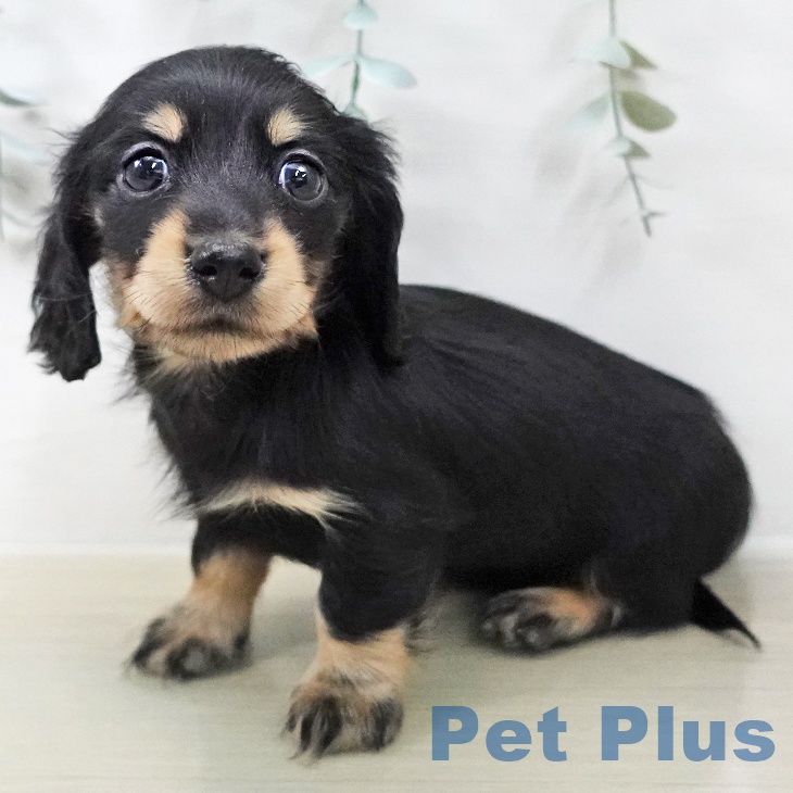 カニーンヘン・ダックスフンド