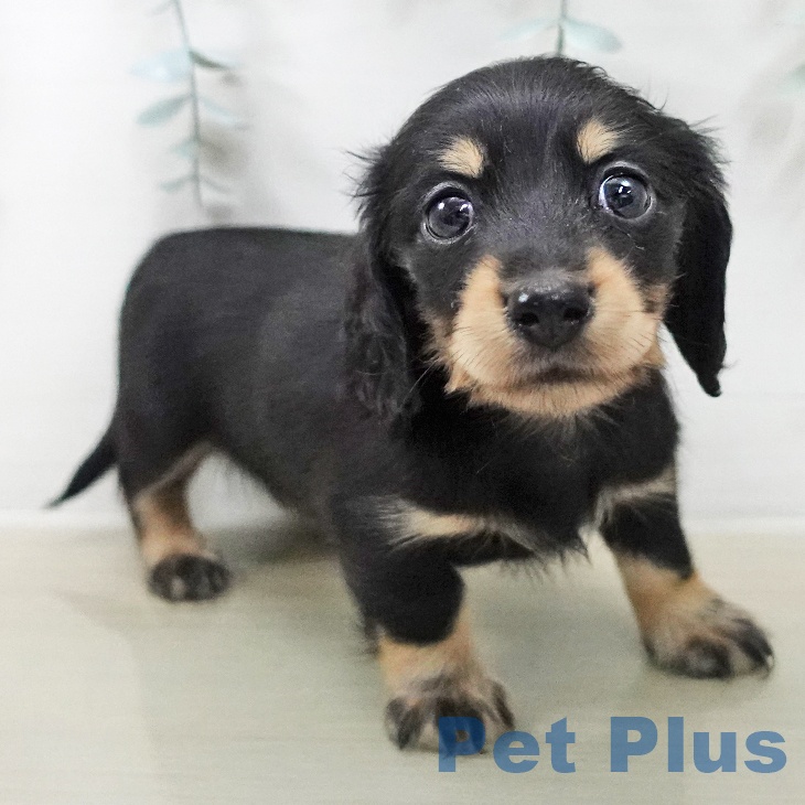 カニーンヘン・ダックスフンドの写真2