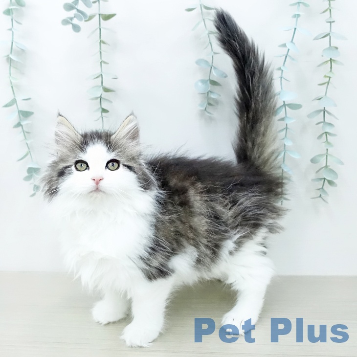 宮城県のノルウェージャンフォレストキャット (ペットプラス 仙台上杉店/2025年12月11日生まれ/女の子/ブラウンタビーホワイト)の子猫の1枚目の画像