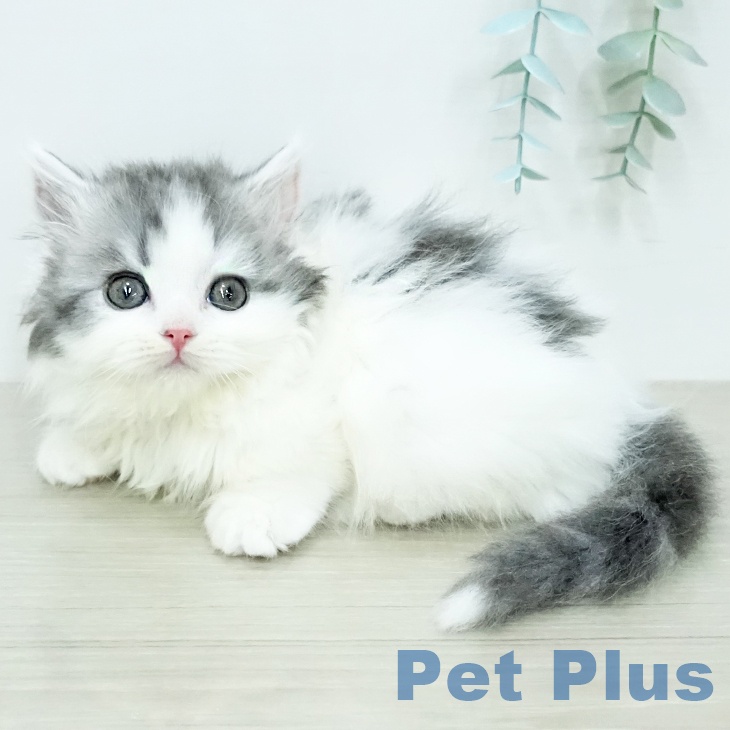 東京都のマンチカン (ペットプラス 立川高島屋S.C.店/2025年12月23日生まれ/男の子/ブルータビーホワイト)の子猫の1枚目の画像
