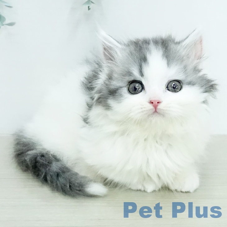 東京都のマンチカン (ペットプラス 立川高島屋S.C.店/2025年12月23日生まれ/男の子/ブルータビーホワイト)の子猫の2枚目の画像