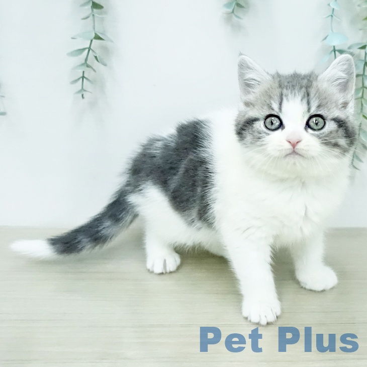 スコティッシュフォールド