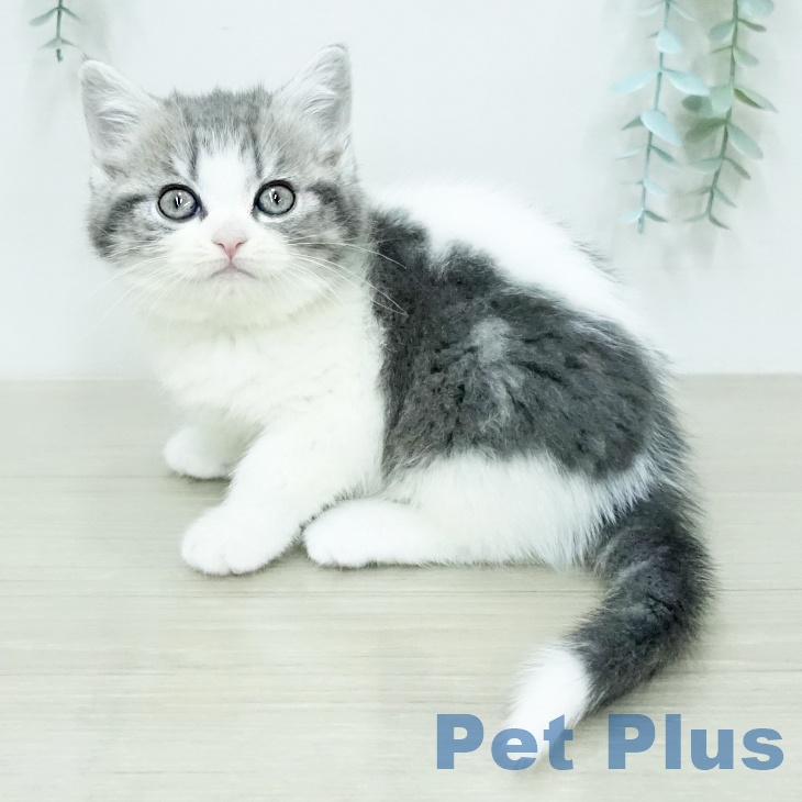 スコティッシュフォールドの写真2