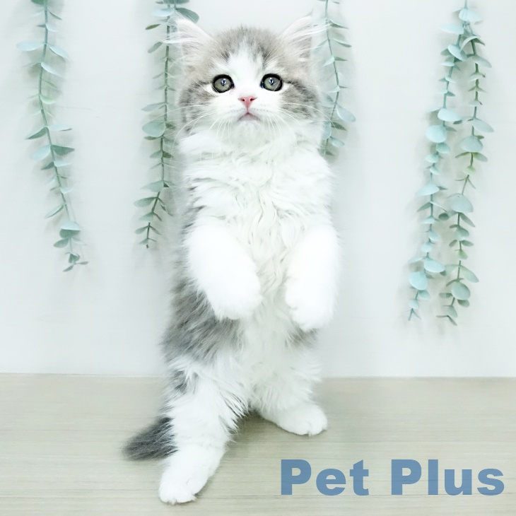 宮城県のスコティッシュフォールド (ペットプラス 仙台上杉店/2025年12月14日生まれ/女の子/ブルータビーホワイト)の子猫の1枚目の画像