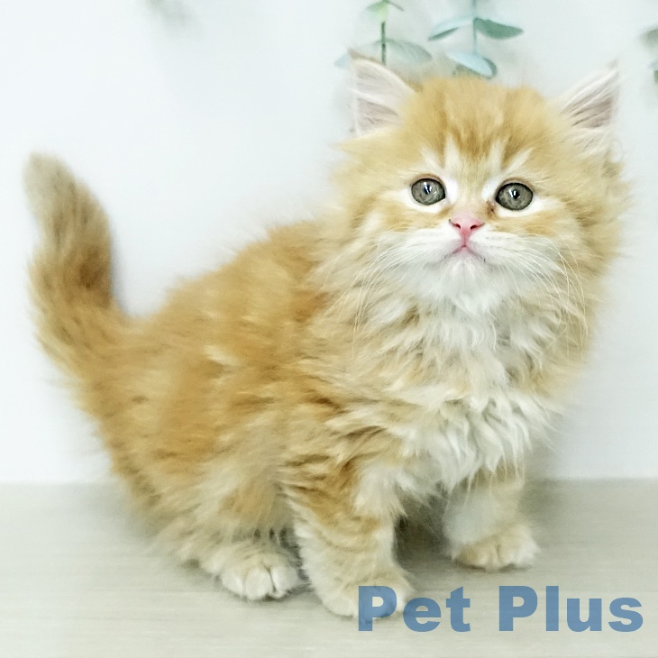 千葉県のスコティッシュフォールド (ペットプラス 成田店/2025年12月23日生まれ/女の子/レッドタビーホワイト)の子猫の1枚目の画像