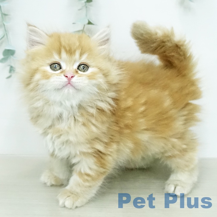 千葉県のスコティッシュフォールド (ペットプラス 成田店/2025年12月23日生まれ/女の子/レッドタビーホワイト)の子猫の2枚目の画像