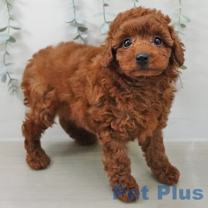 トイ・プードル