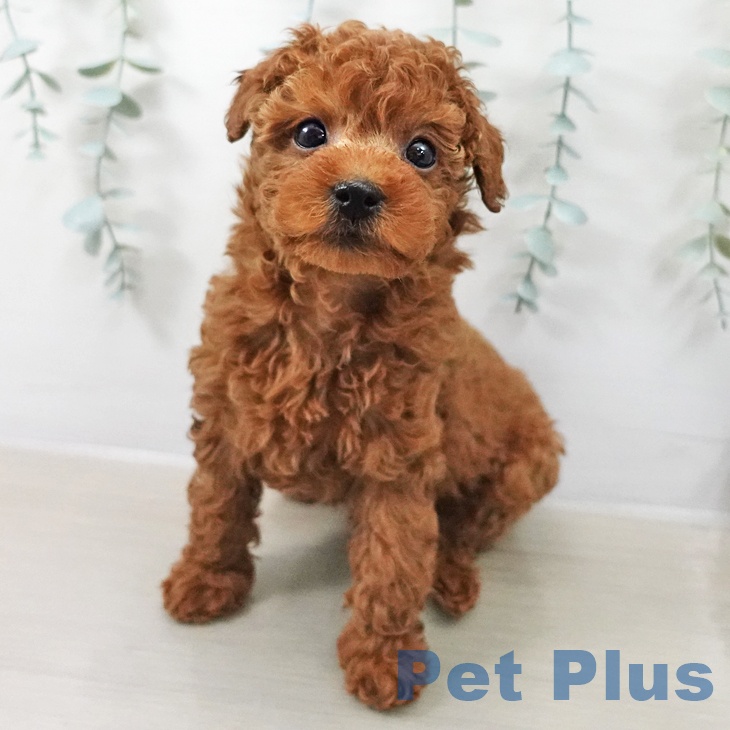 トイ・プードル