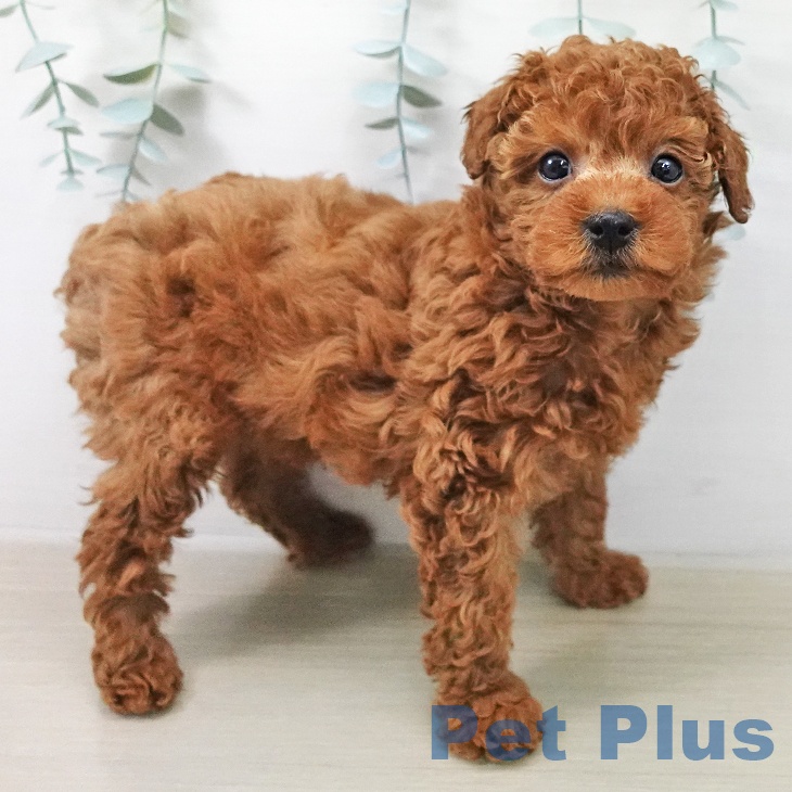 トイ・プードルの写真2