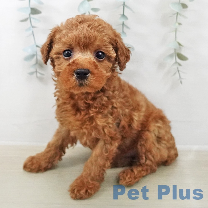 神奈川県のトイプードル(トイ) (ペットプラス 新百合丘店/2025年12月25日生まれ/女の子/レッド)の子犬の1枚目の画像