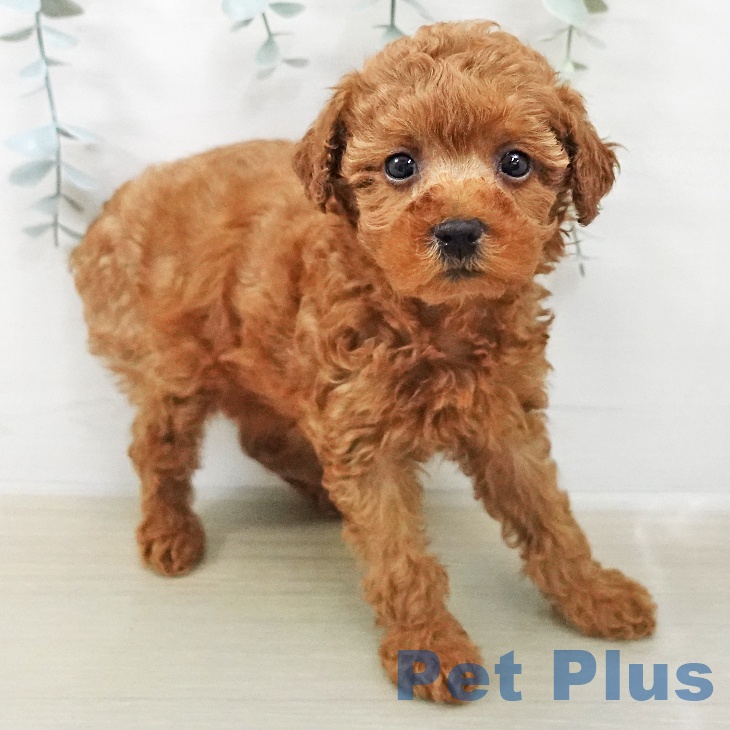 神奈川県のトイプードル(トイ) (ペットプラス 新百合丘店/2025年12月25日生まれ/女の子/レッド)の子犬の2枚目の画像