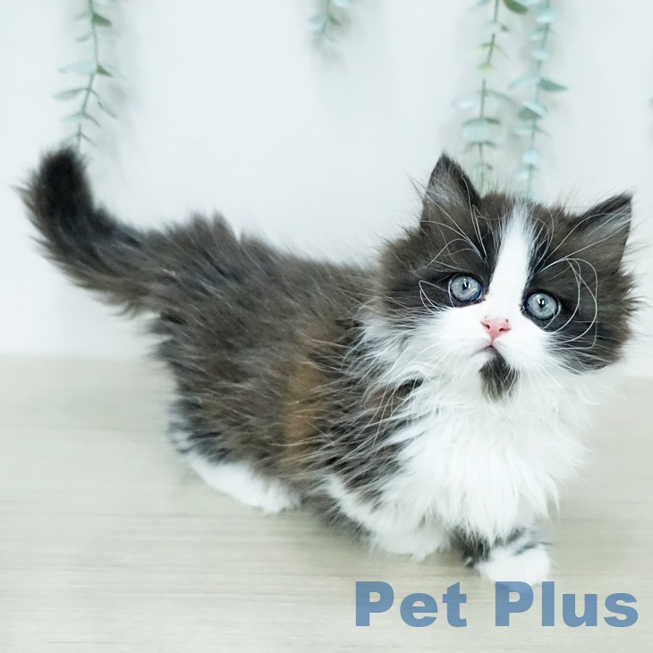 埼玉県のミヌエット (ペットプラス 浦和美園店/2025年12月20日生まれ/男の子/ブラックホワイト)の子猫