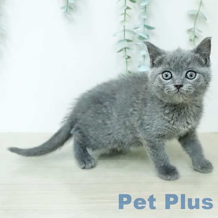 ブリティッシュショートヘア