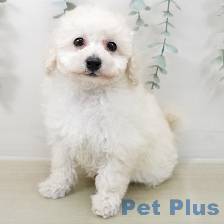 埼玉県のトイプードル(トイ) (ペットプラス 羽生店/2025年12月24日生まれ/女の子/ホワイト)の子犬の1枚目の画像