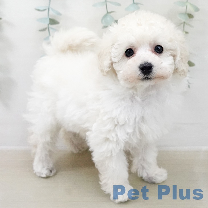 トイ・プードルの写真2