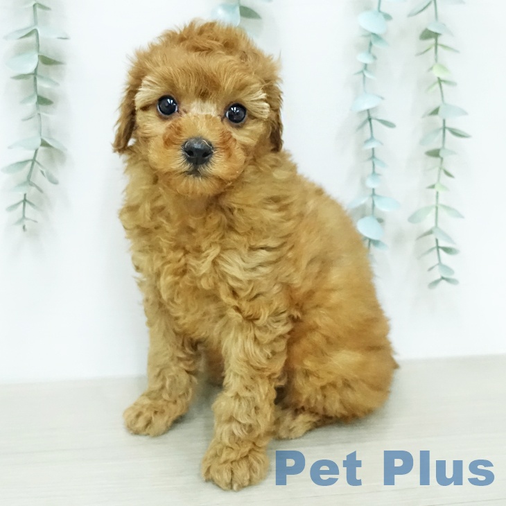 トイ・プードル