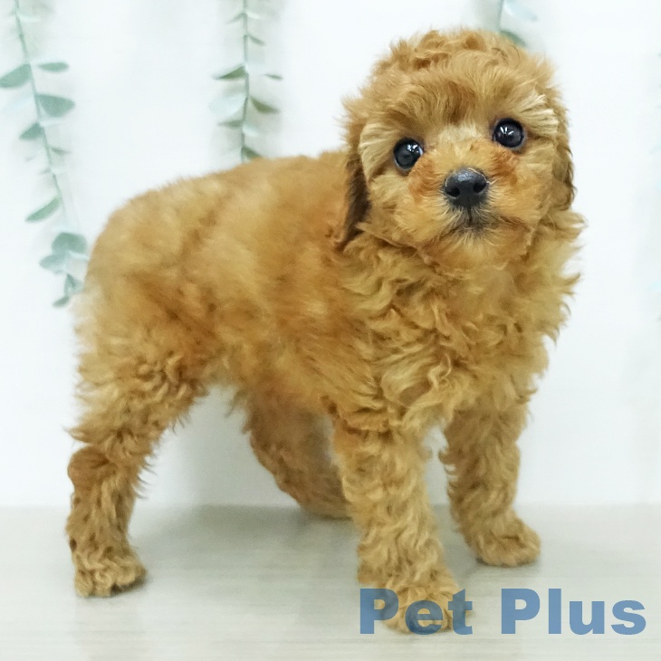 トイ・プードル