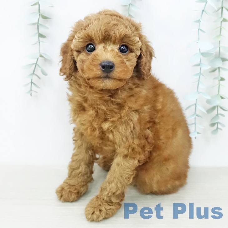 トイ・プードル