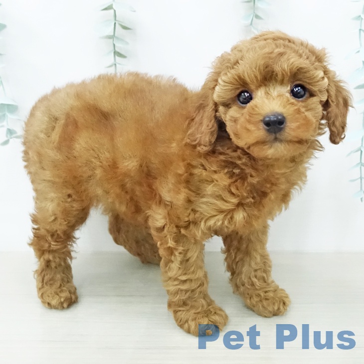 トイ・プードルの写真2