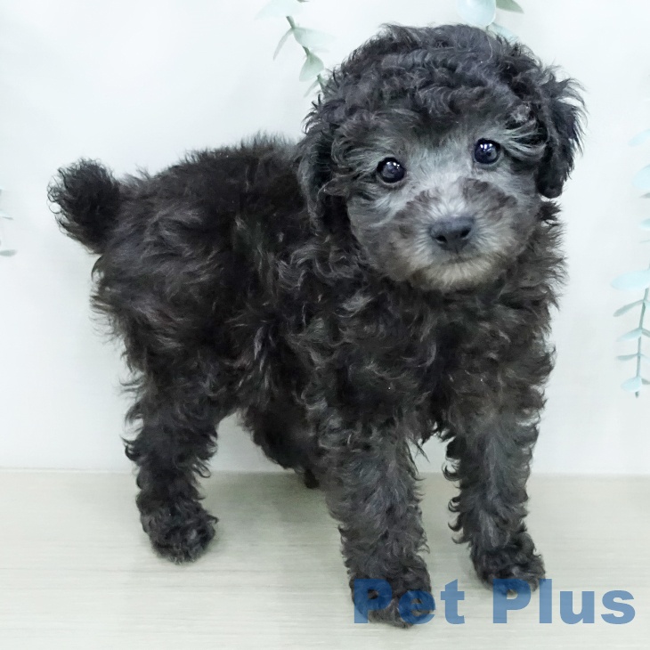 トイ・プードルの写真2