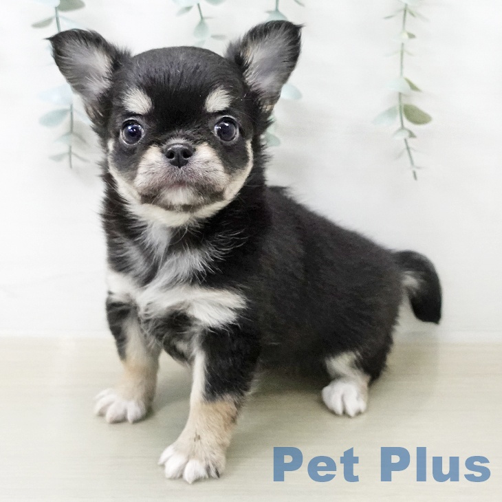 埼玉県のチワワ(ロング) (ペットプラス 上尾店/2025年12月25日生まれ/女の子/ブラックタン)の子犬の1枚目の画像