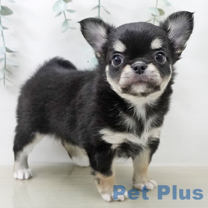 埼玉県のチワワ(ロング) (ペットプラス 上尾店/2025年12月25日生まれ/女の子/ブラックタン)の子犬の2枚目の画像