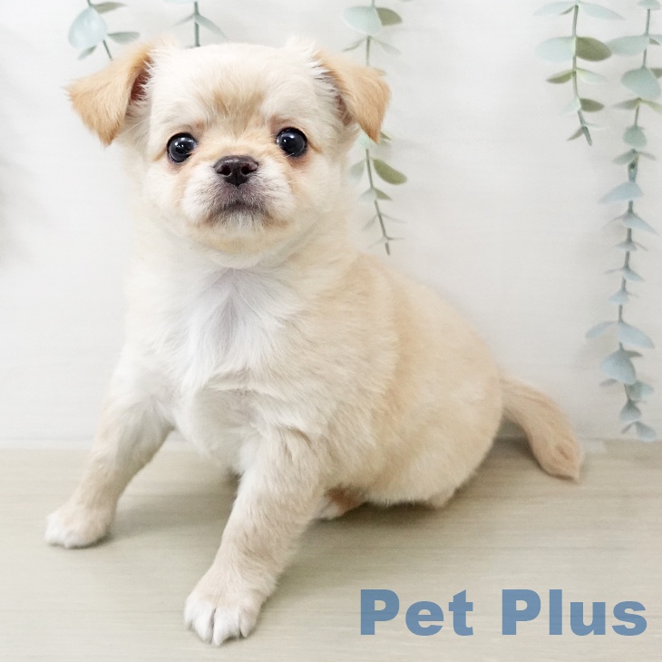 宮城県のチワワ(ロング) (ペットプラス 仙台泉大沢店/2025年12月25日生まれ/男の子/クリーム)の子犬の1枚目の画像
