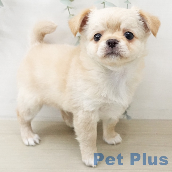 宮城県のチワワ(ロング) (ペットプラス 仙台泉大沢店/2025年12月25日生まれ/男の子/クリーム)の子犬の2枚目の画像