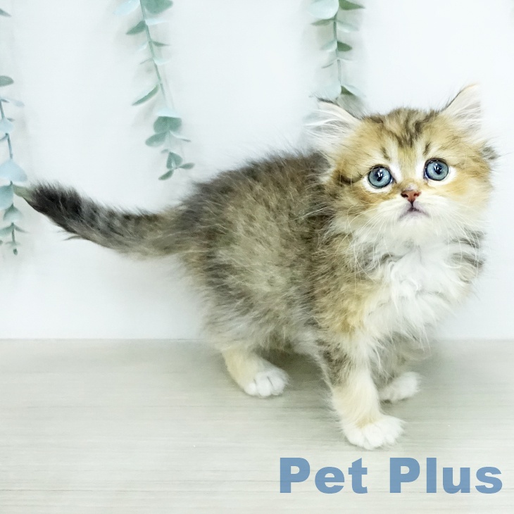 埼玉県のミヌエット (ペットプラス 浦和美園店/2025年12月25日生まれ/女の子/ブラウンタビーホワイト)の子猫の2枚目の画像