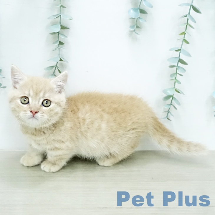 マンチカンの写真2