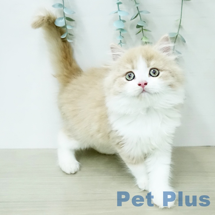 マンチカンの写真2