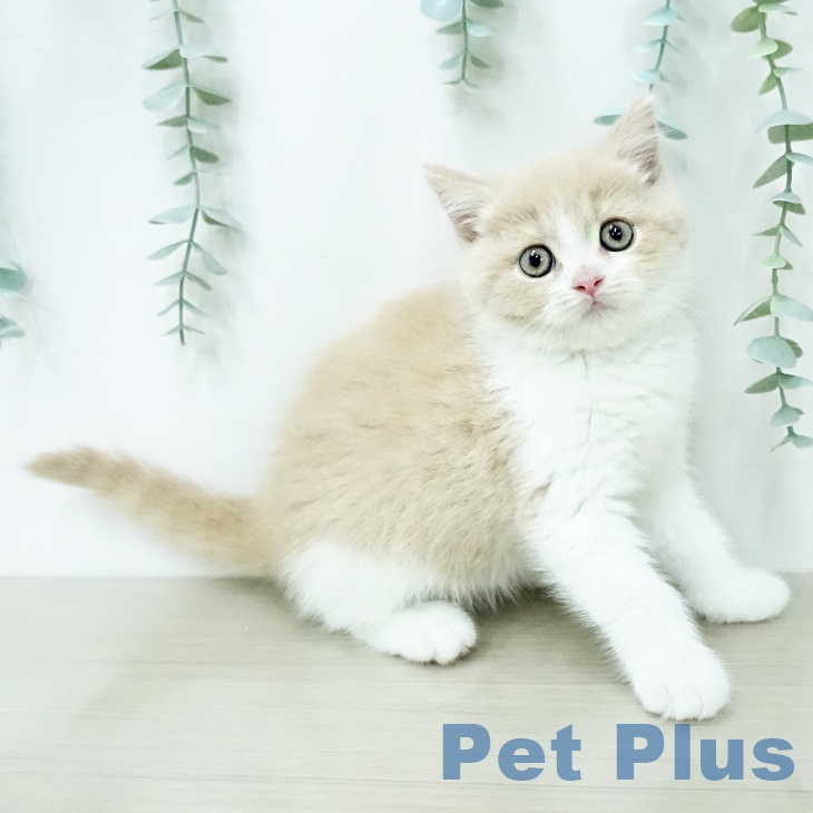 千葉県のマンチカン (ペットプラス 八千代緑が丘店/2025年12月20日生まれ/女の子/クリームタビーホワイト)の子猫の1枚目の画像