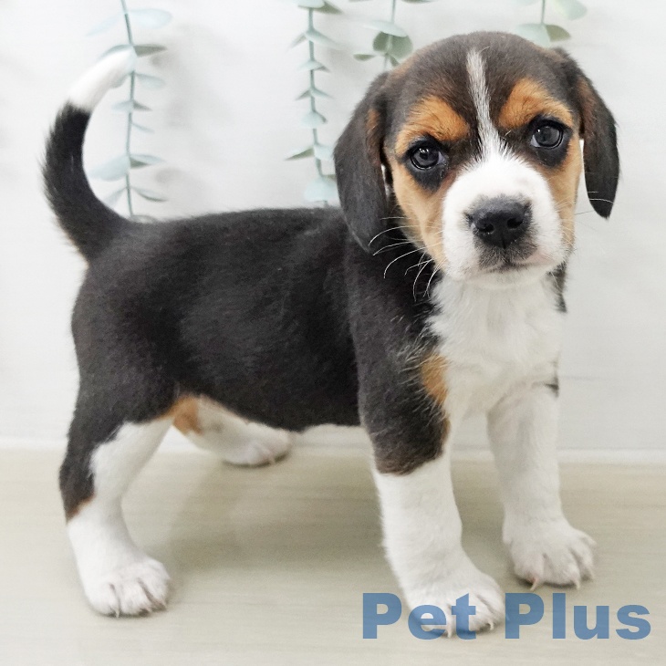 ビーグルの写真2