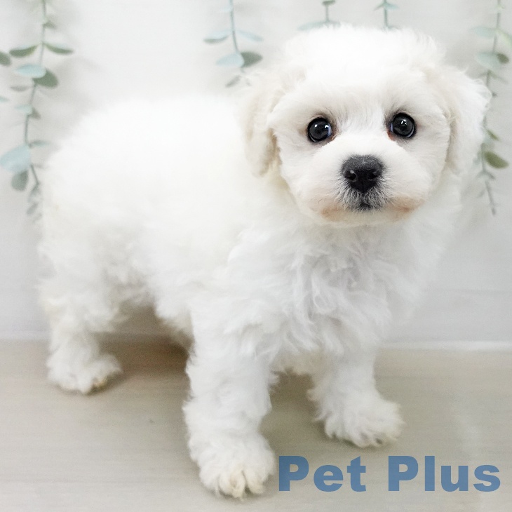 宮城県のビションフリーゼ (ペットプラス 仙台泉大沢店/2025年12月25日生まれ/男の子/ホワイト)の子犬の1枚目の画像