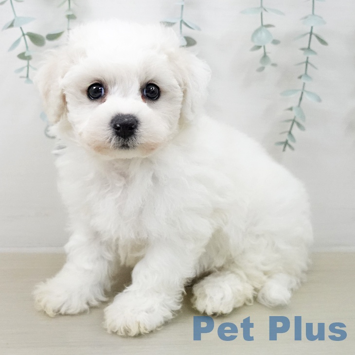 宮城県のビションフリーゼ (ペットプラス 仙台泉大沢店/2025年12月25日生まれ/男の子/ホワイト)の子犬の2枚目の画像