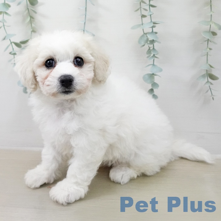 ビション・フリーゼの写真2