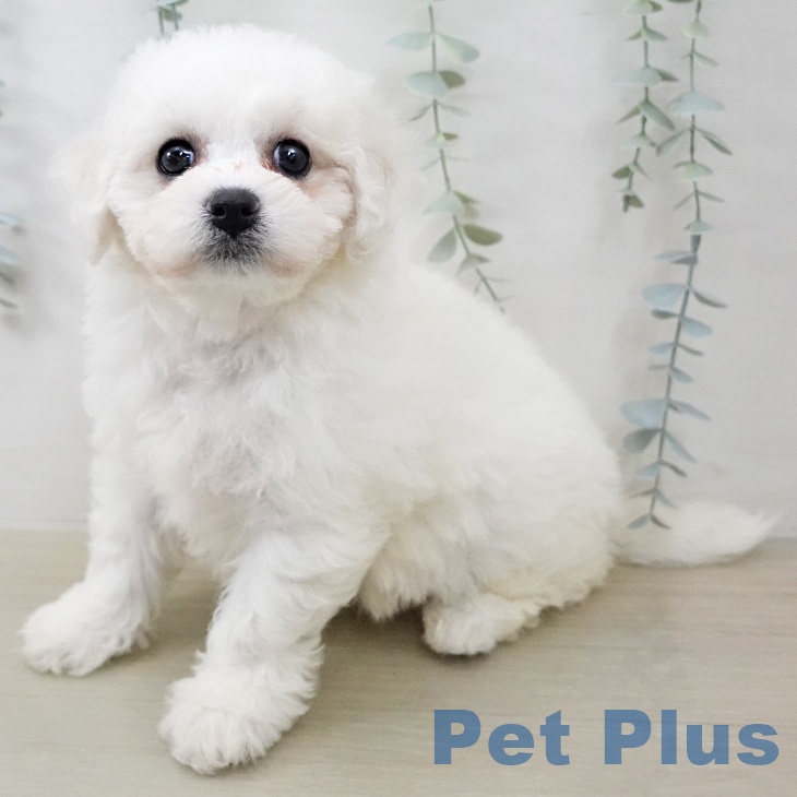 ビション・フリーゼ