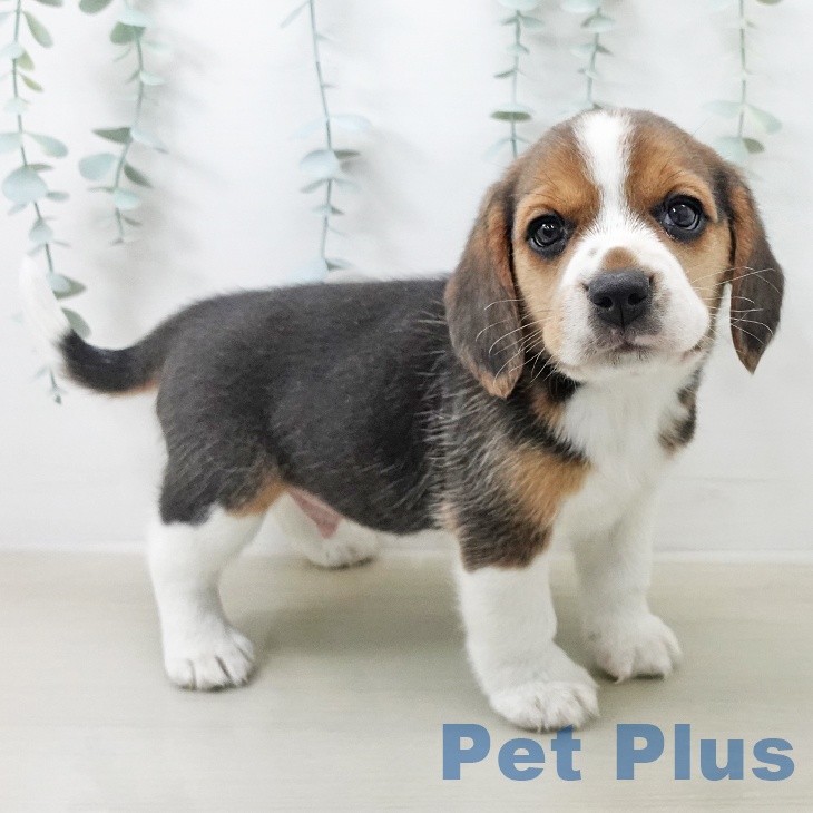 埼玉県のビーグル (ペットプラス 羽生店/2025年12月24日生まれ/男の子/ブラックタンホワイト)の子犬の1枚目の画像