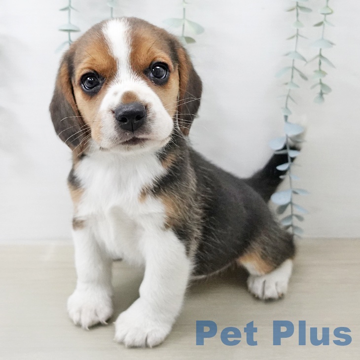 埼玉県のビーグル (ペットプラス 羽生店/2025年12月24日生まれ/男の子/ブラックタンホワイト)の子犬の2枚目の画像