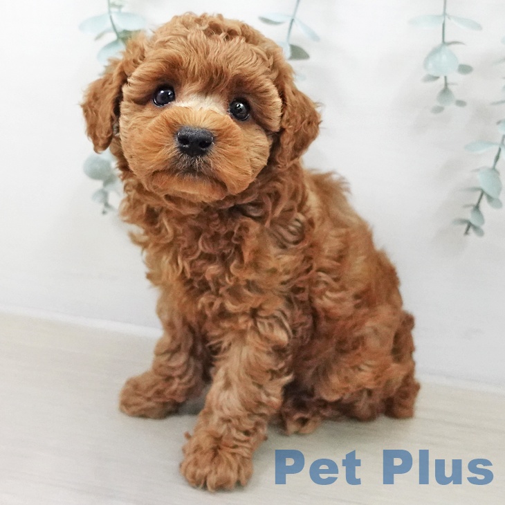 トイ・プードル