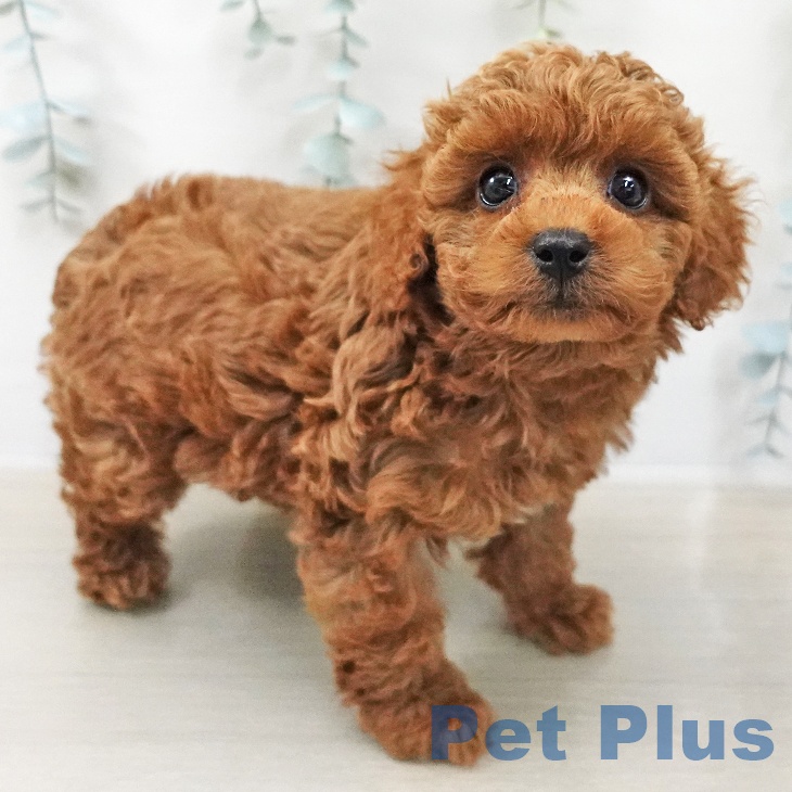 トイ・プードル