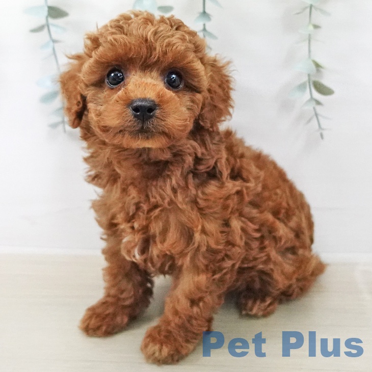 トイ・プードルの写真2