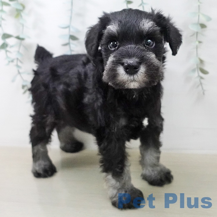 ミニチュア・シュナウザーの写真2