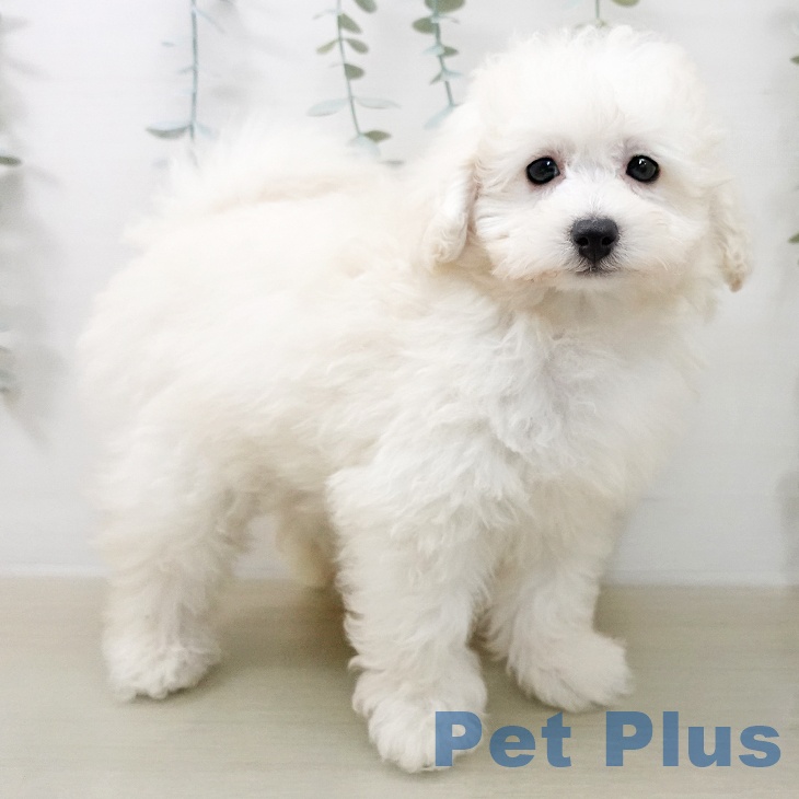 トイ・プードル