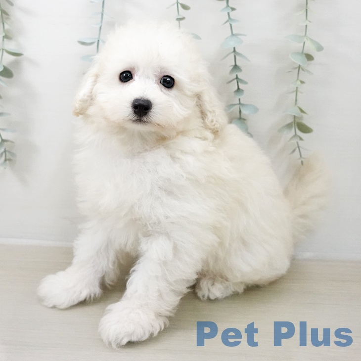 トイ・プードルの写真2