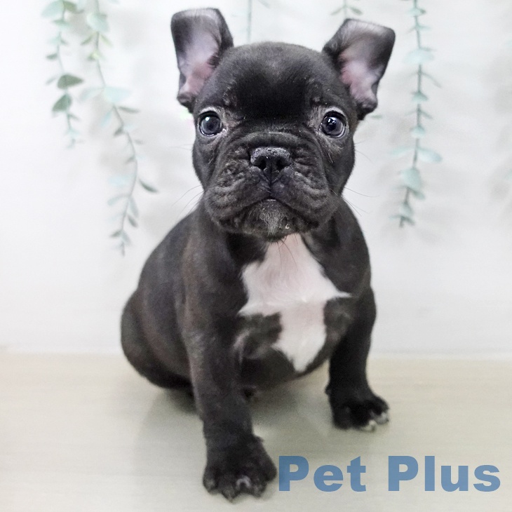 宮城県のフレンチブルドッグ (ペットプラス 名取店/2025年12月23日生まれ/男の子/ブリンドル)の子犬の1枚目の画像